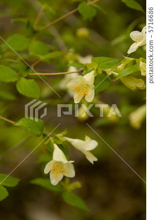 Tsukubane Togi Tsukubane Togi 5716686