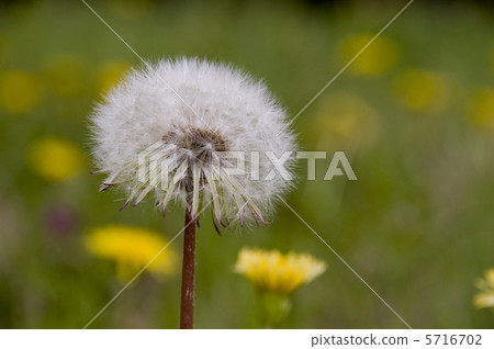 Dandelion fluff Dandelion fluff 5716702