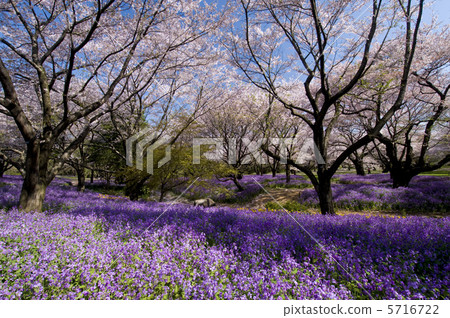 櫻花和Murasakihanana 5716722