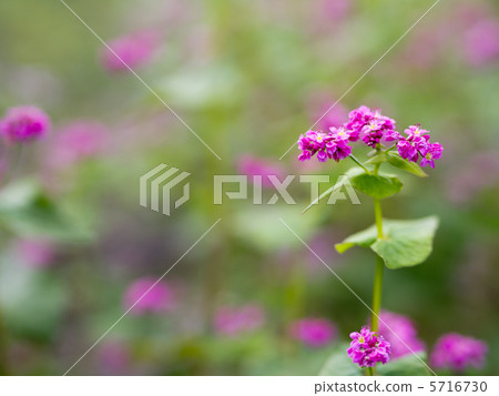 紅蕎麥花 5716730