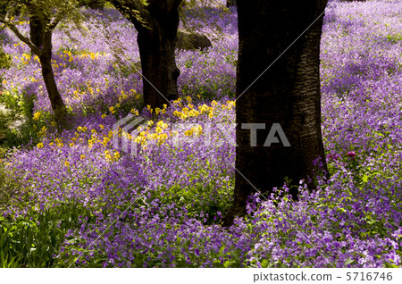 Murasakihanana和水仙花 5716746