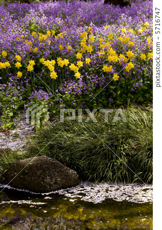 小川和水仙花 5716747