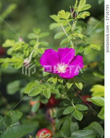 Hamanus flowers Hamanus flowers 5716795
