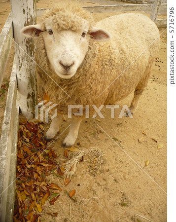 Sheep Sheep 5716796