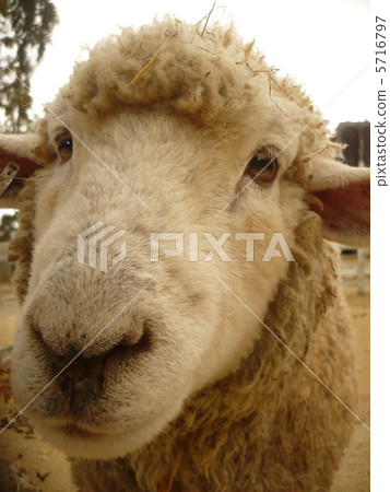 Sheep 5716797