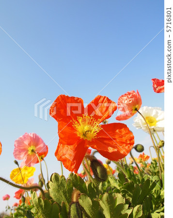 Poppy Poppy 5716801