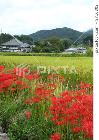 Fall landscape around Asukaji Fall landscape around Asukaji 5716802