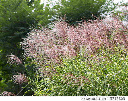 Susuki (Takanoha Suzuki) 5716803