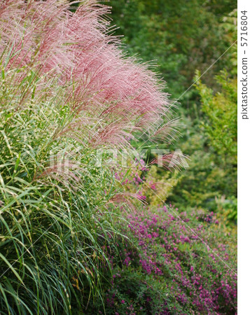 Susuki（Takanoha Suzuki） 5716804