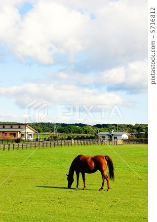 北海道的馬 5716812