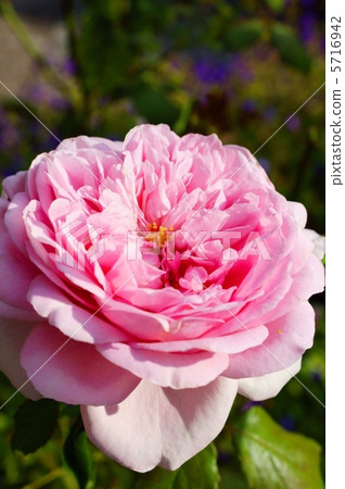 Rose (rose) Flower language: elegance Rose 5716942