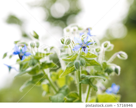 Polji flowers 5716946