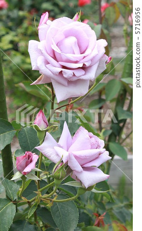 Seasonal News Seasonal News 5716956