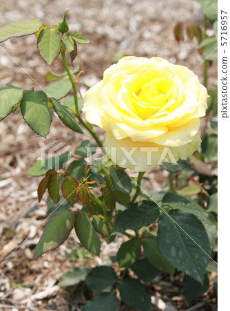 Seasonal News Seasonal News 5716957