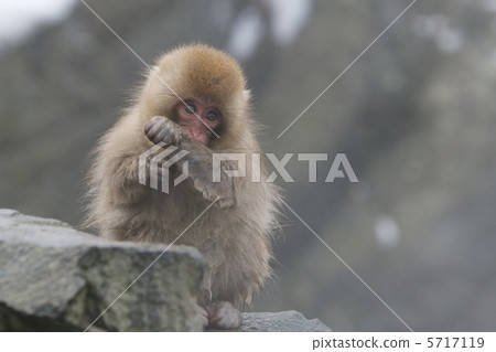 Japanese macaques Japanese macaques 5717119