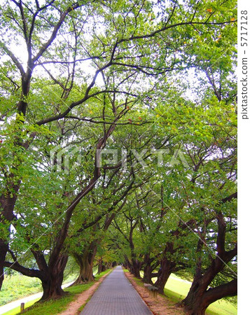 Leaf breaker of leaf cherry blossoms Leaf breaker of leaf cherry blossoms 5717128