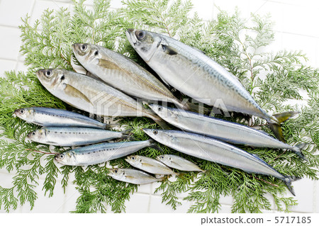 鮮魚 5717185