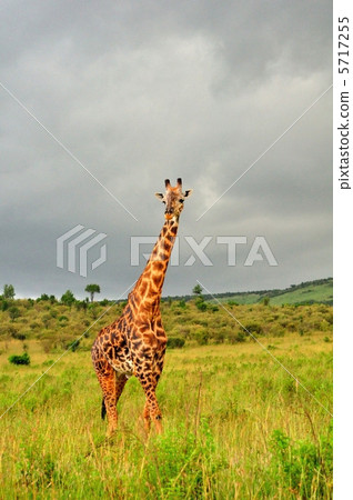 麒麟非洲大草原 5717255