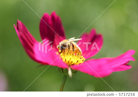 紫色波斯菊和蜂蜜吮吸蜜蜂 紫色波斯菊和蜂蜜吮吸蜜蜂 5717258