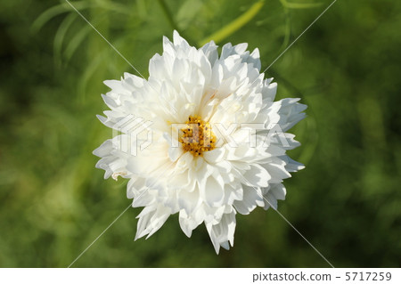 白色雙開花宇宙 白色雙開花宇宙 5717259