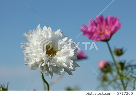 開花在藍天的白色雙重開花的波斯菊 開花在藍天的白色雙重開花的波斯菊 5717260
