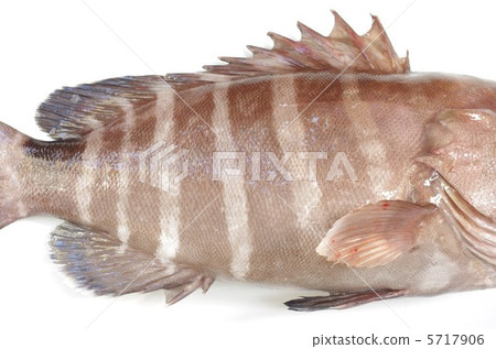 Striped pattern of Mahata Striped pattern of Mahata 5717906