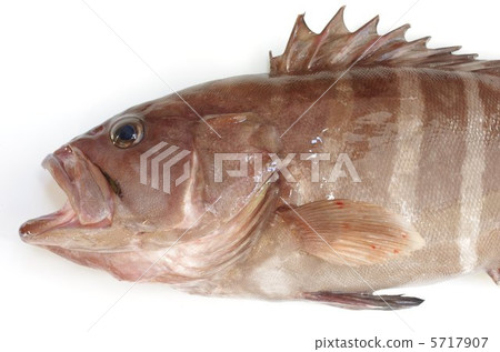 Mahatha head Mahatha head 5717907