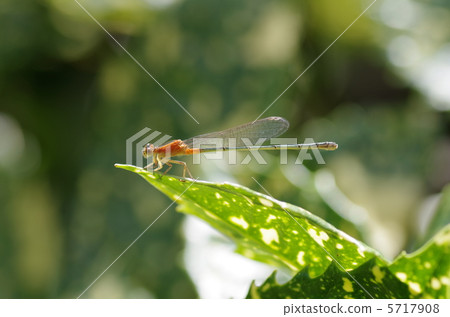 Ao montitonbo immature female individual Ao montitonbo immature female individual 5717908