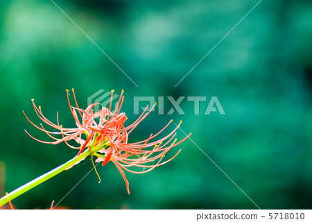 Cluster amaryllis 5718010
