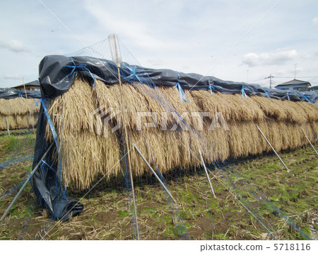 Rice drying Rice drying 5718116