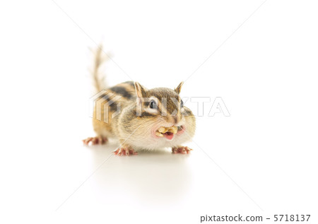 Shimaris who cheeks 5718137