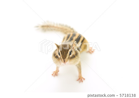 Shimaris who cheeks 5718138