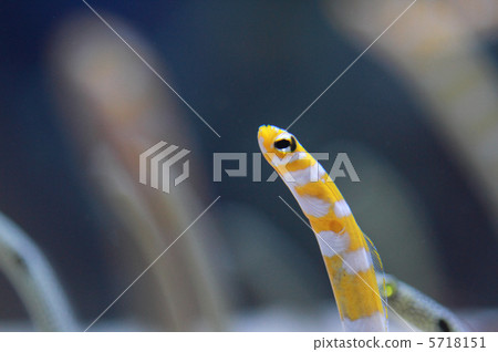 Nishiki Nago Nishiki Nago 5718151