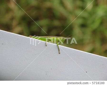 Hanenagayinago 5718180