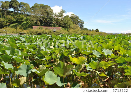Lotus lotus pond park lotus 5718322