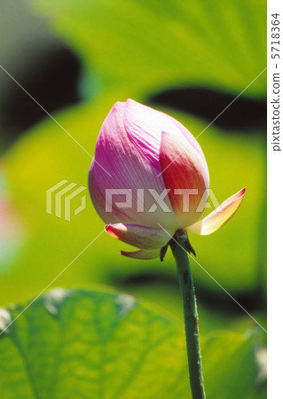 Lotus Lotus 5718364