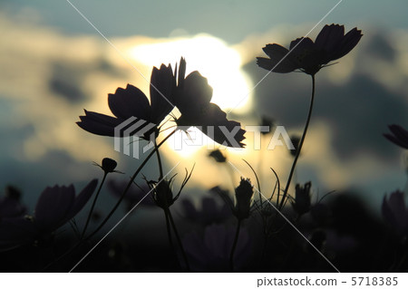 Sunset and autumn cherry trees Sunset and autumn cherry trees 5718385