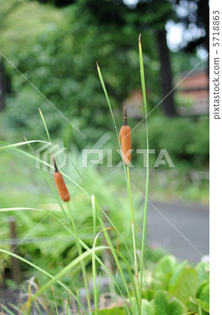 Ear of the Gama 5718863