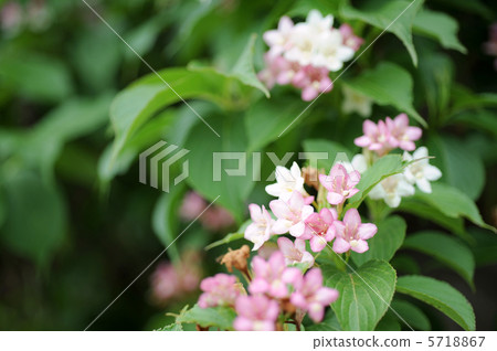 Deutzia gracilis 5718867