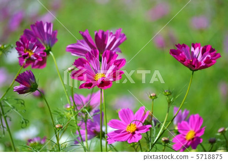 Cosmos Seashell Cosmos Seashell 5718875
