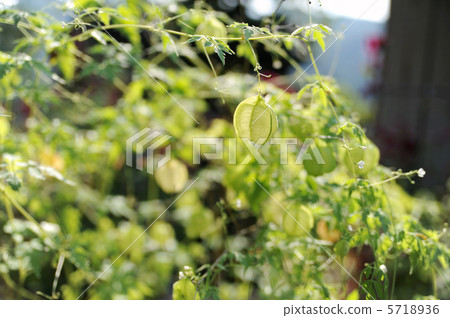 富森克魯茲 5718936