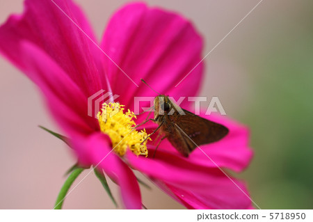 Cosmos和Ichimon dyseri 5718950