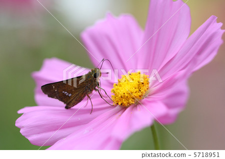 Cosmos和Ichimon dyseri 5718951