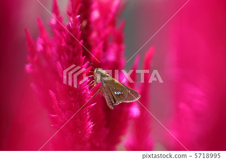 Kaito和Ichimon dyseri 5718995