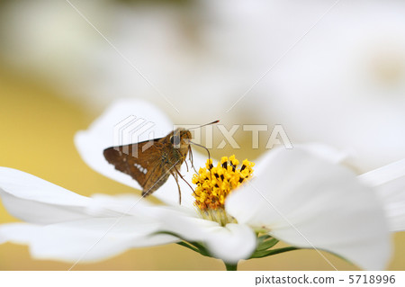 白色宇宙和Ichimon dyseri 5718996