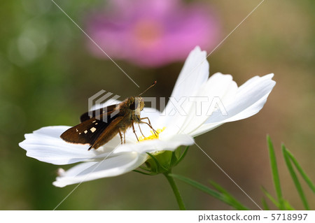 白色宇宙和Ichimon dyseri 5718997