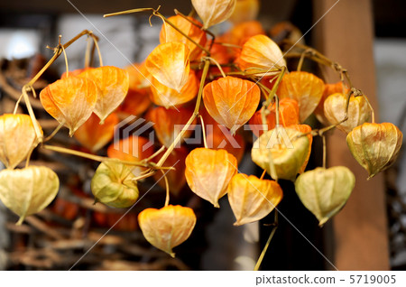 紅蹄 紅蹄 5719005