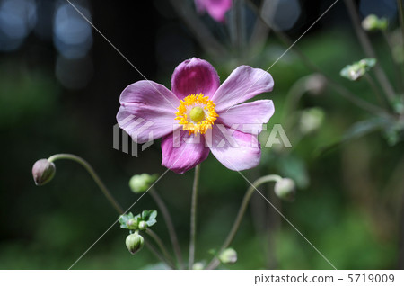 打破碗花花 5719009