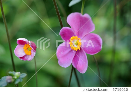 打破碗花花 5719010