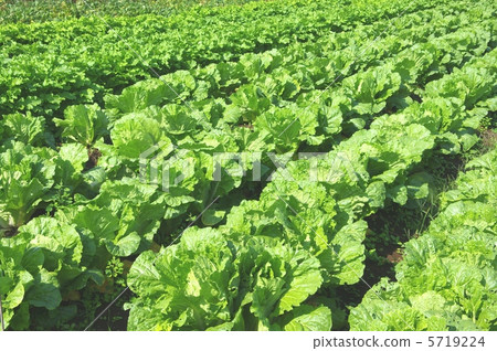 Growing Chinese cabbage Chinese cabbage field Chinese cabbage growth Growing Chinese cabbage Chinese cabbage field Chinese cabbage growth 5719224